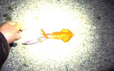 連日コウイカ好調！ヤリイカ？も釣れました